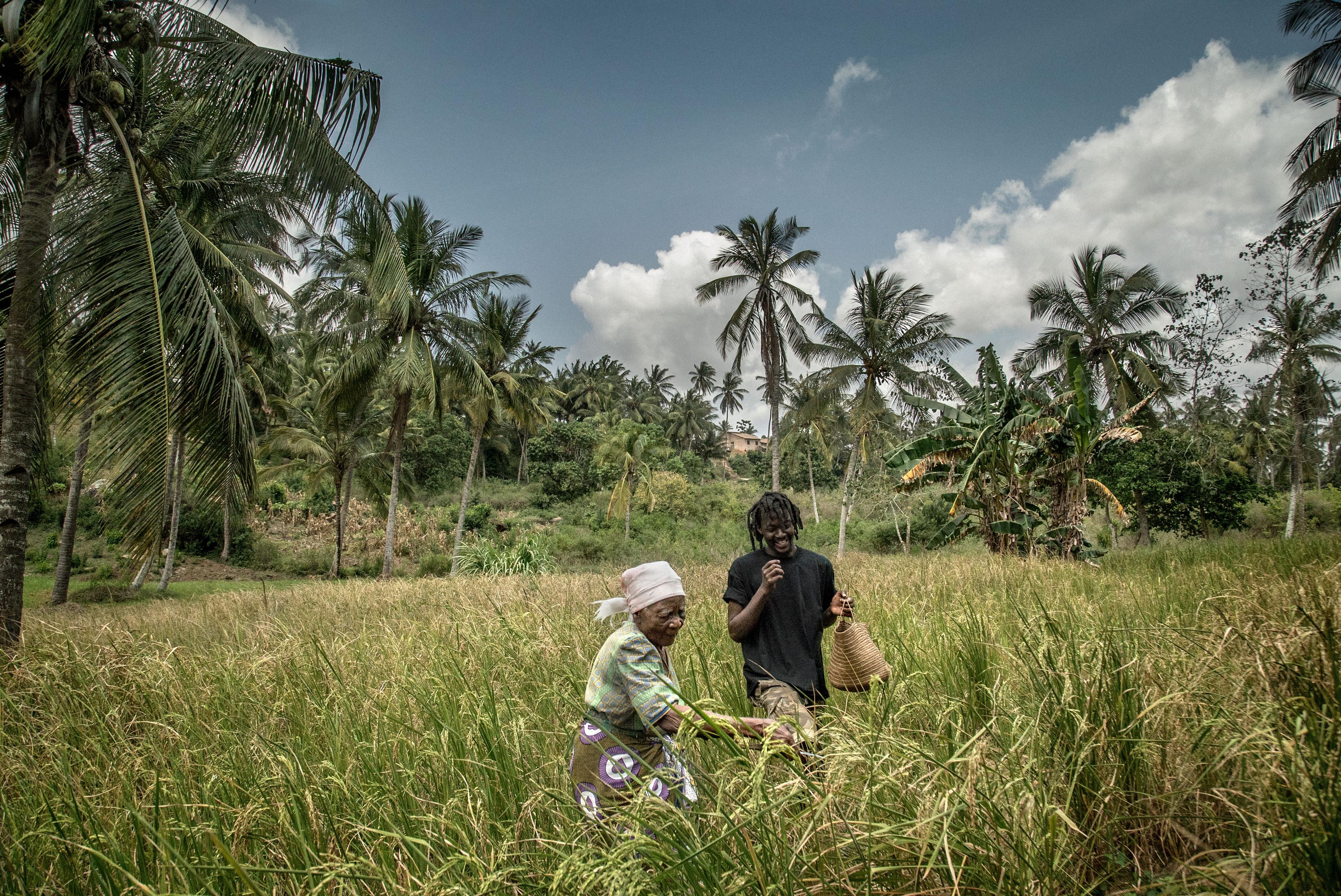 An elder woman slices through tall cane reed while a young man holding a basket stands near.