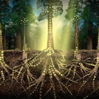 A drawing of a group of redwood trees with their roots glowing and visible underground.